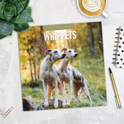 2027 Square Wall Calendar Whippets image 5 – thumbnail