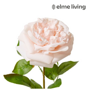 Ronis Rose Austin Stem (RT) Blush Pink 22x14x66cm