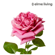 Ronis Rose Austin Stem (RT) Mauve 22x14x66cm