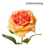 Ronis Rose Austin Stem (RT) Orange 22x14x66cm