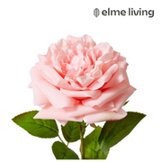 Ronis Rose Austin Stem (RT) Pink 22x14x66cm