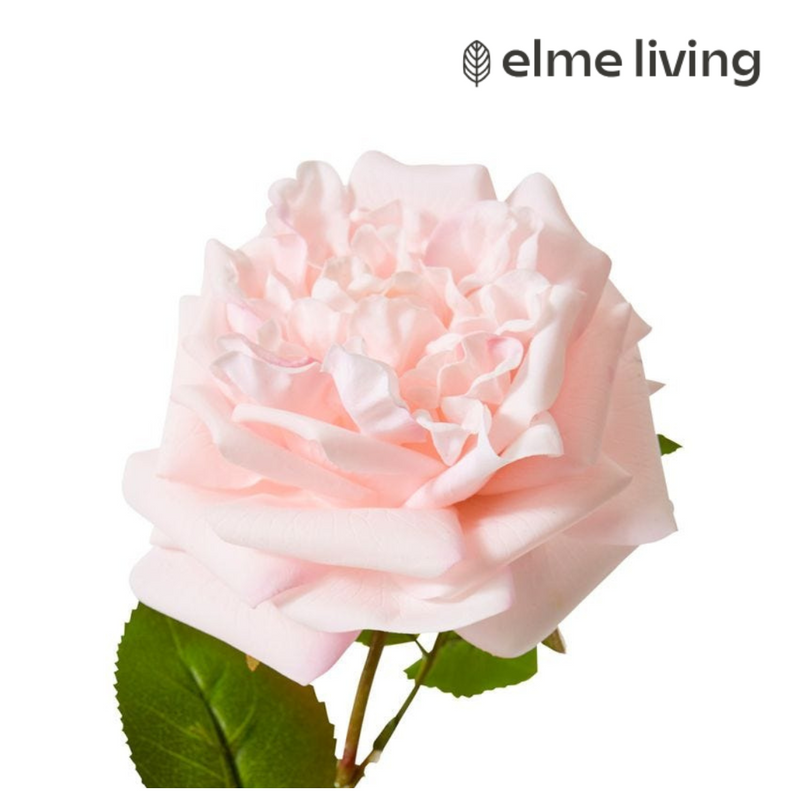 Ronis Rose Austin Stem (RT) Soft Pink 22x14x66cm