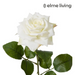 Ronis Rose Classic Stem White 9x7x46cm