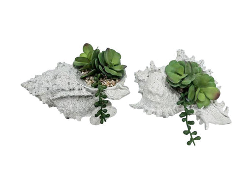 Decorative shell with artificial succulent
