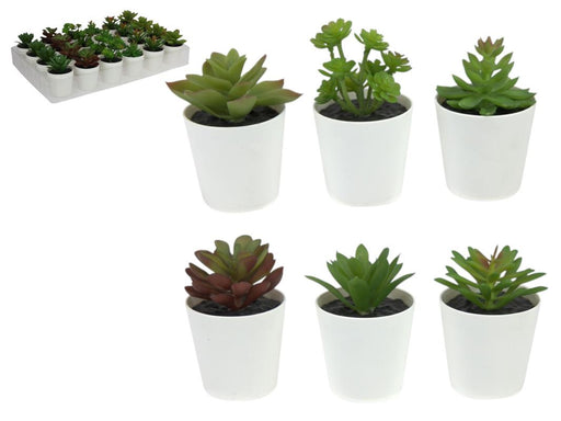 Succulent in white pot 10cm assorted small decorative plant for desk, shelf and modern home décor.