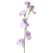 Sweetpea Spray Lavender 64cml