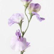 Sweetpea Spray Lavender 64cml