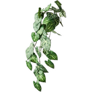 Syngonium Batik Hanging Bush Green 82cml