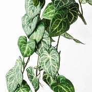 Syngonium Batik Hanging Bush Green 82cml