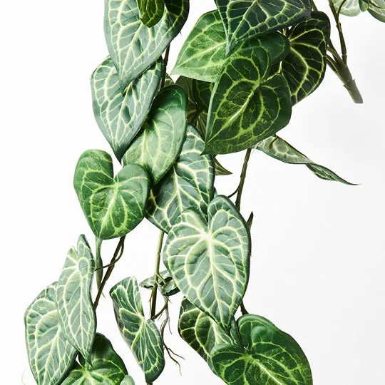 Syngonium Batik Hanging Bush Green 82cml