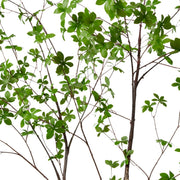 Pieris?Tree Dark Green 120x110x210cm – thumbnail