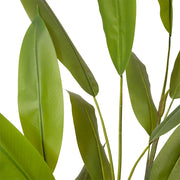 Heliconia Plant Green 70x70x160cm – thumbnail