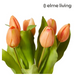 Ronis Tulip Petite Bundle Apricot 22x22x30cm