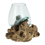 Ronis Unique Hand Blown Glass Fish Bowl Terrarium On Natural Driftwood 22cm – thumbnail