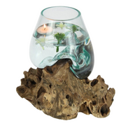 Ronis Unique Hand Blown Glass Fish Bowl Terrarium On Natural Driftwood 22cm – thumbnail