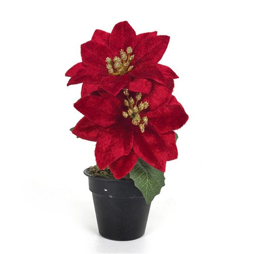2 Head Red Poinsettia Pot 20cm