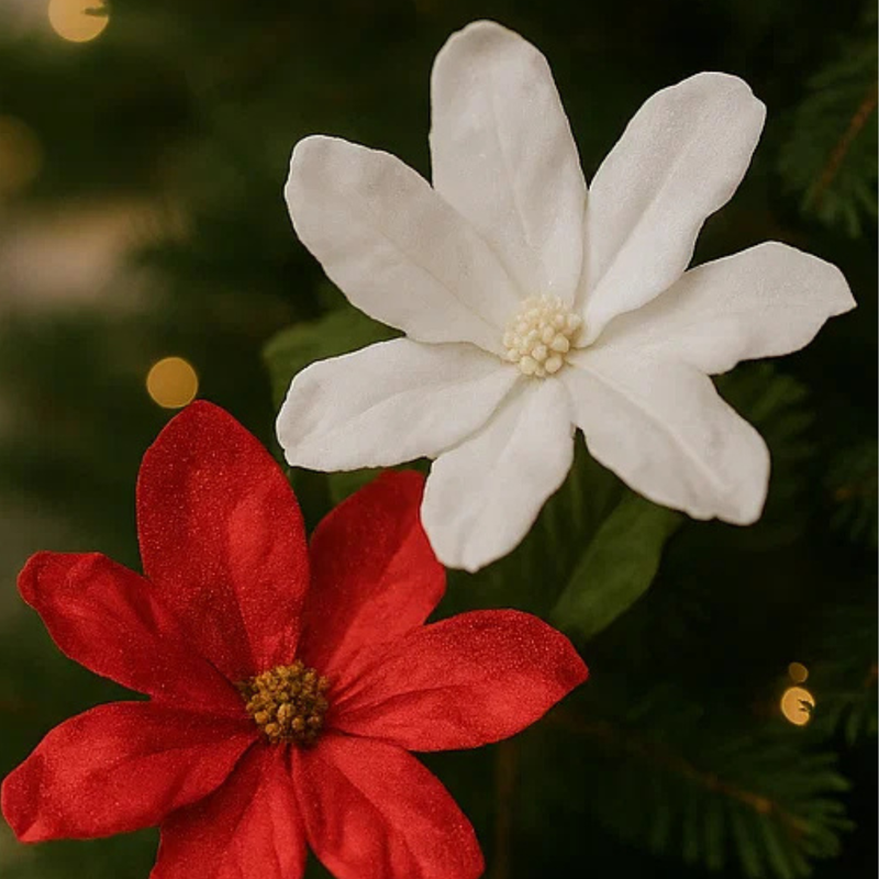 Jumbo Magnolia Red/White 50Cm