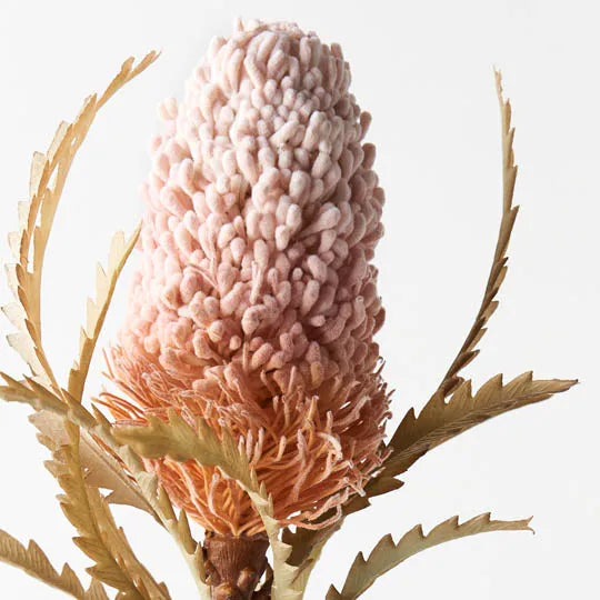 Banksia Acorn Light Pink 72cml