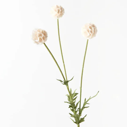 Scabiosa Stellata Spray Cream 61cml