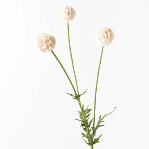 Scabiosa Stellata Spray Cream 61cml