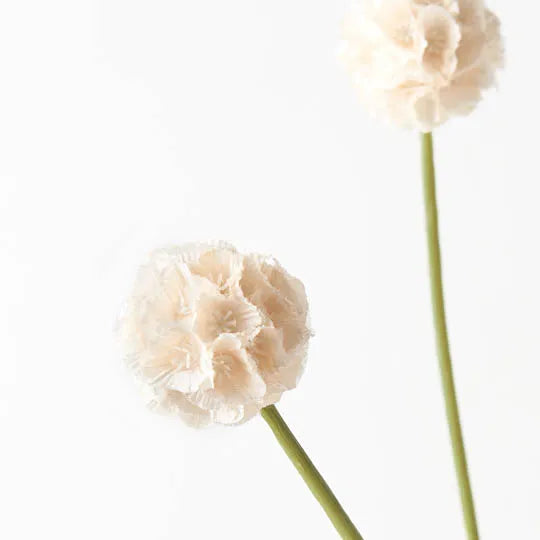 Scabiosa Stellata Spray Cream 61cml