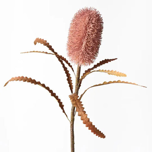 Banksia Serrata Dusty Pink 58cml