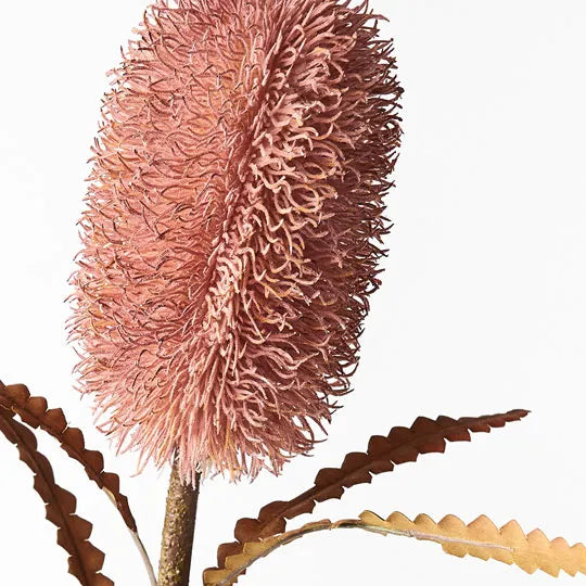 Banksia Serrata Dusty Pink 58cml