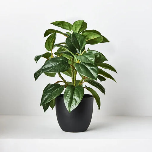 Philodendron in Pot Green 26cmh