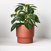 Philodendron in Pot Green 26cmh – thumbnail