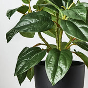 Philodendron in Pot Green 26cmh – thumbnail