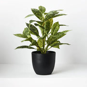 Dieffenbachia in Pot Green Yellow 26cmh