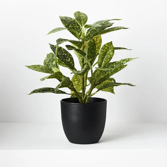 Dieffenbachia in Pot Green Yellow 26cmh