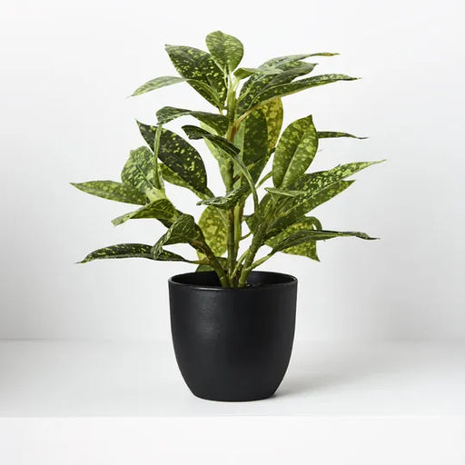 Dieffenbachia in Pot Green Yellow 26cmh