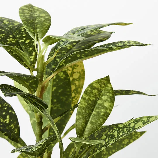 Dieffenbachia in Pot Green Yellow 26cmh