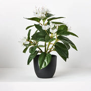 Azalea in Pot White 28cmh – thumbnail