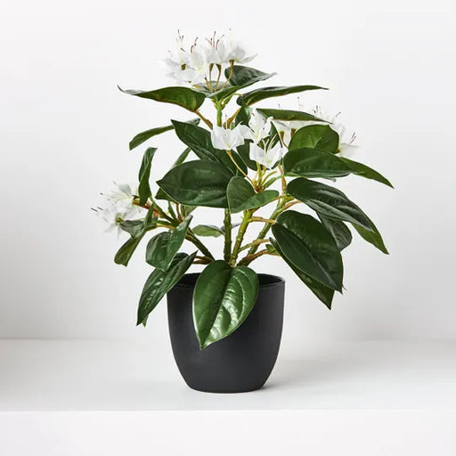 Azalea in Pot White 28cmh