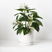Azalea in Pot White 28cmh – thumbnail