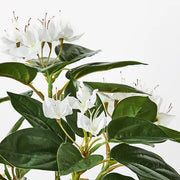 Azalea in Pot White 28cmh – thumbnail