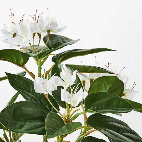 Azalea in Pot White 28cmh