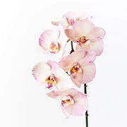 Orchid Phalaenopsis Infused x6 Lavender 86cml – thumbnail
