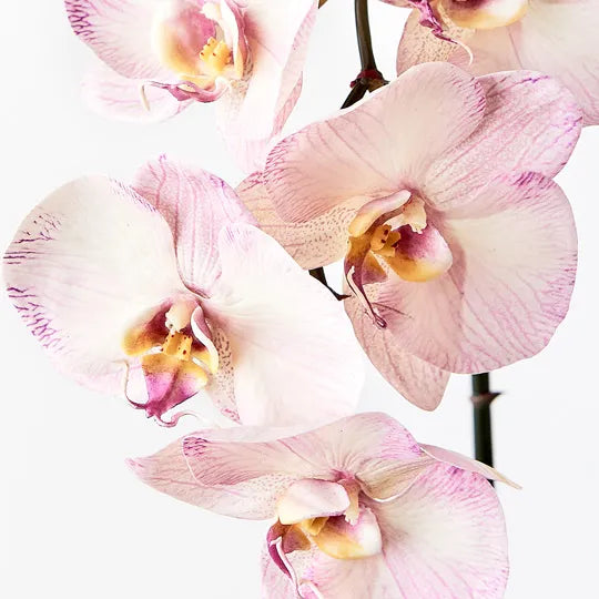 Orchid Phalaenopsis Infused x6 Lavender 86cml