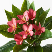 Frangipani Spray Fuschia 86cml