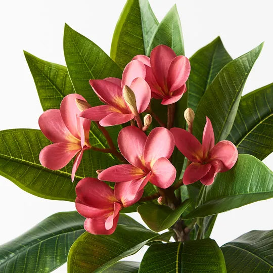 Frangipani Spray Fuschia 86cml