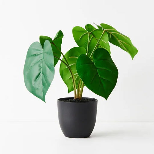Philodendron Plant Green 28cmh
