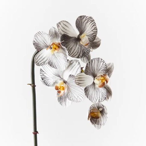 Orchid Phalaenopsis Infused Mini White Black 51cml