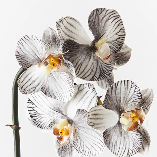 Orchid Phalaenopsis Infused Mini White Black 51cml