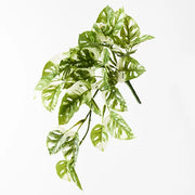 Monstera Adansonii Hanging Bush Green White 55cml