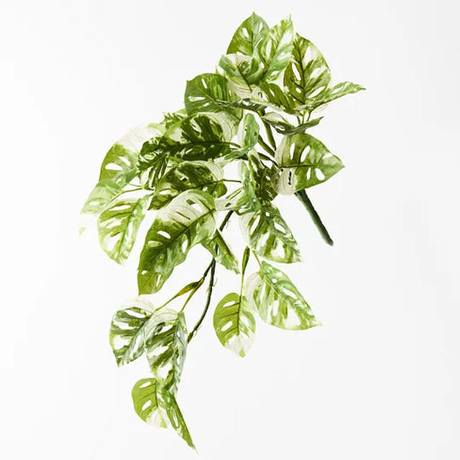 Monstera Adansonii Hanging Bush Green White 55cml