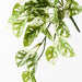 Monstera Adansonii Hanging Bush Green White 55cml