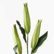 Lily Casablanca Buds Green 80cml